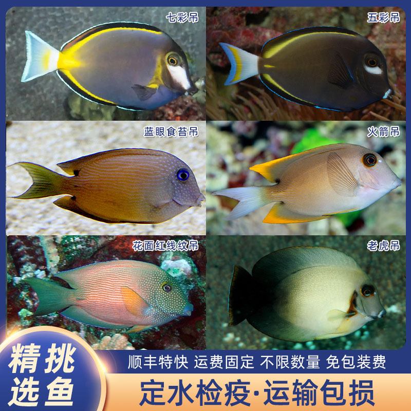 七彩吊海水鱼虎纹吊蓝眼食苔火箭花面红线纹吊汤臣吊海水观赏鱼