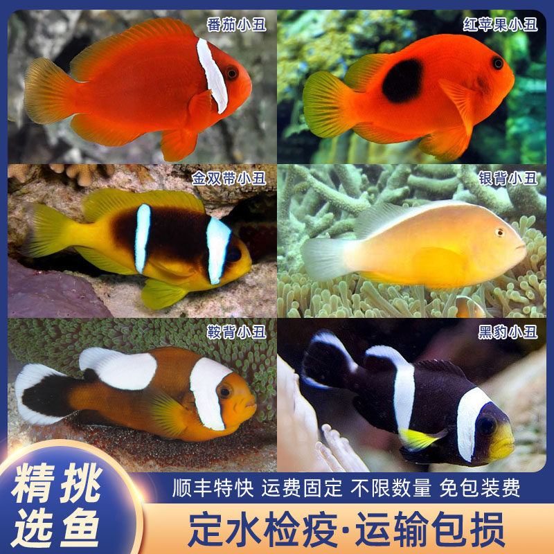 番茄小丑黑红巴东金双带小丑红苹果黑豹小丑小丑鱼观赏鱼定水检疫