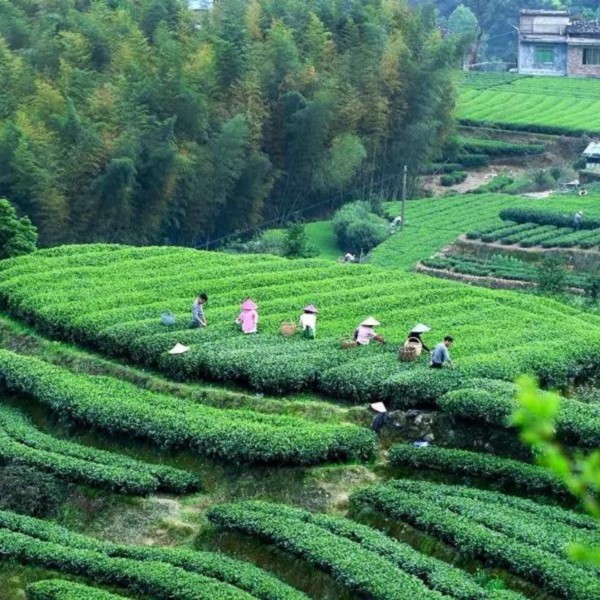 福鼎白茶 福利1号