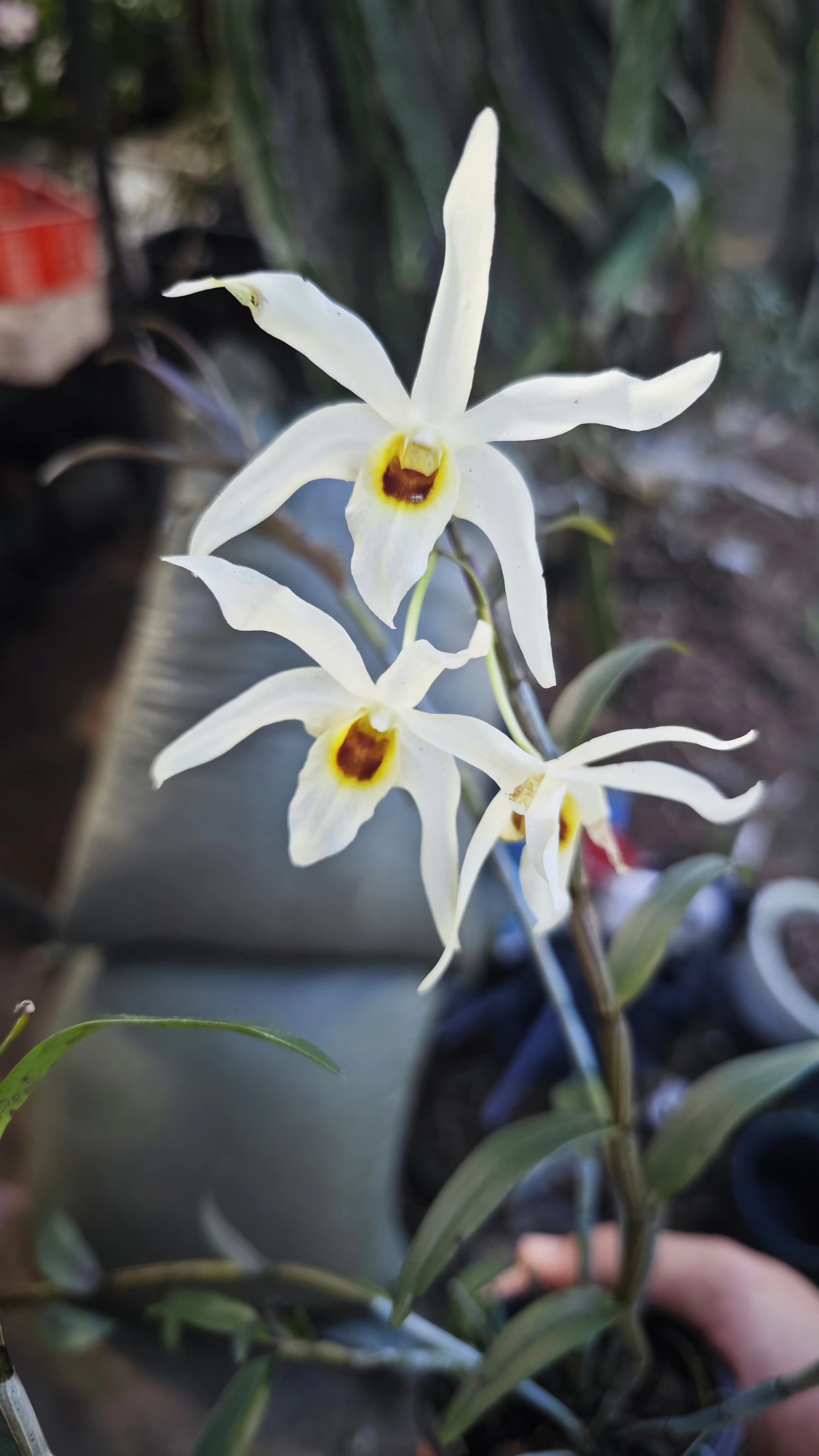 小陈自育新品，名字：白广铁，浓香，开花性好！