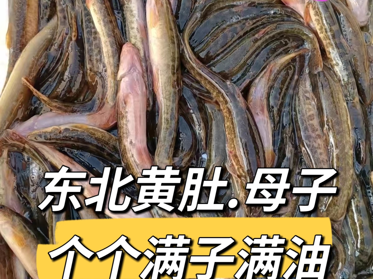 母子–满籽满油.东北河鲜–鲜活发货