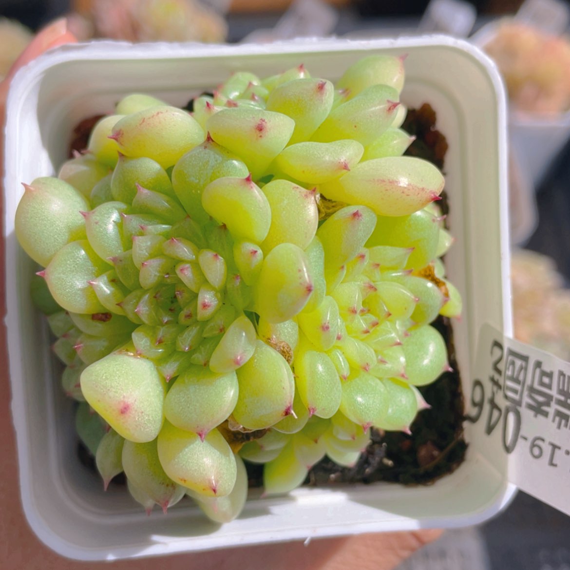 【闪购商品】000046