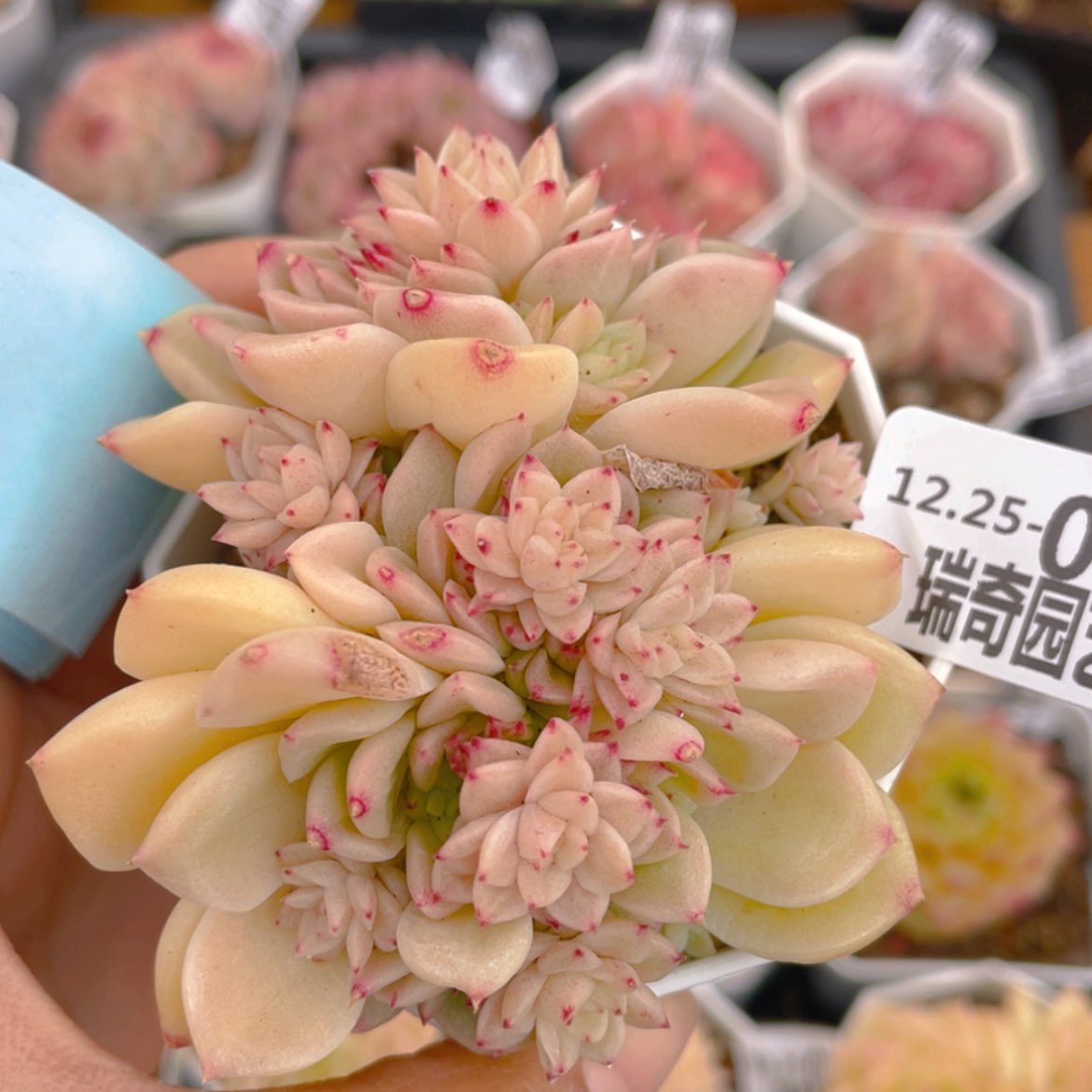 【闪购商品】00000024