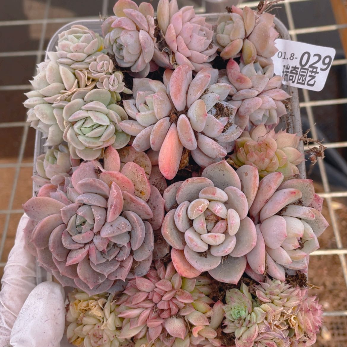 【闪购商品】000029