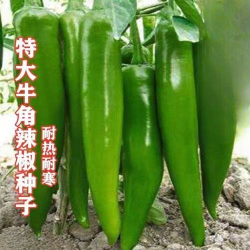 早熟尖椒王辣椒种子大牛角羊角椒种籽春秋四季高产蔬菜青椒种孑