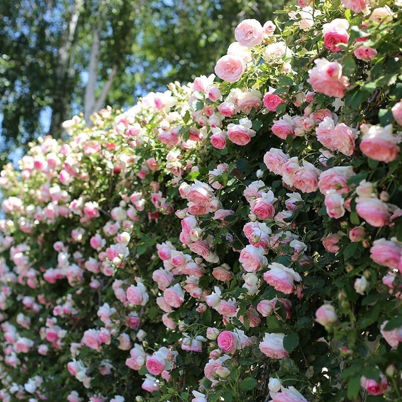 爬墙蔷薇花种籽子四季播种开花月季爬藤植物花籽室外庭院花卉种子