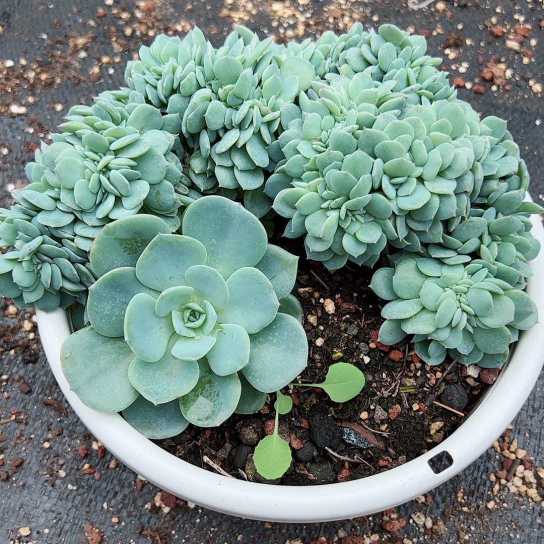 【闪购商品】海棠花缀
