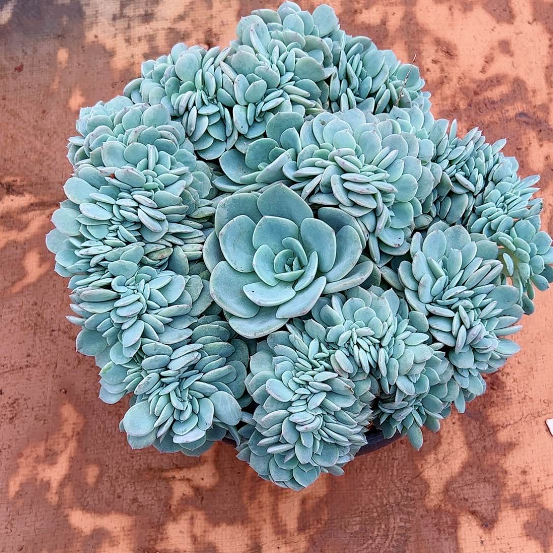 【闪购商品】海棠花缀