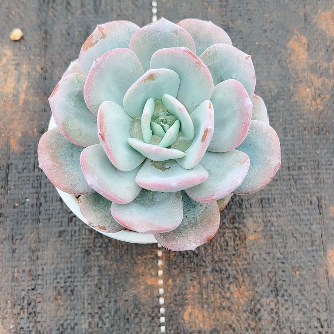 【闪购商品】奶茶中号