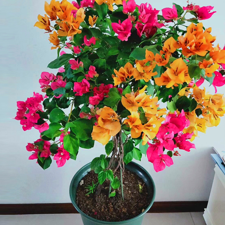三角梅盆栽树苗爬藤老桩带花苞大型四季开花大苗爬藤嫁接多色鲜花