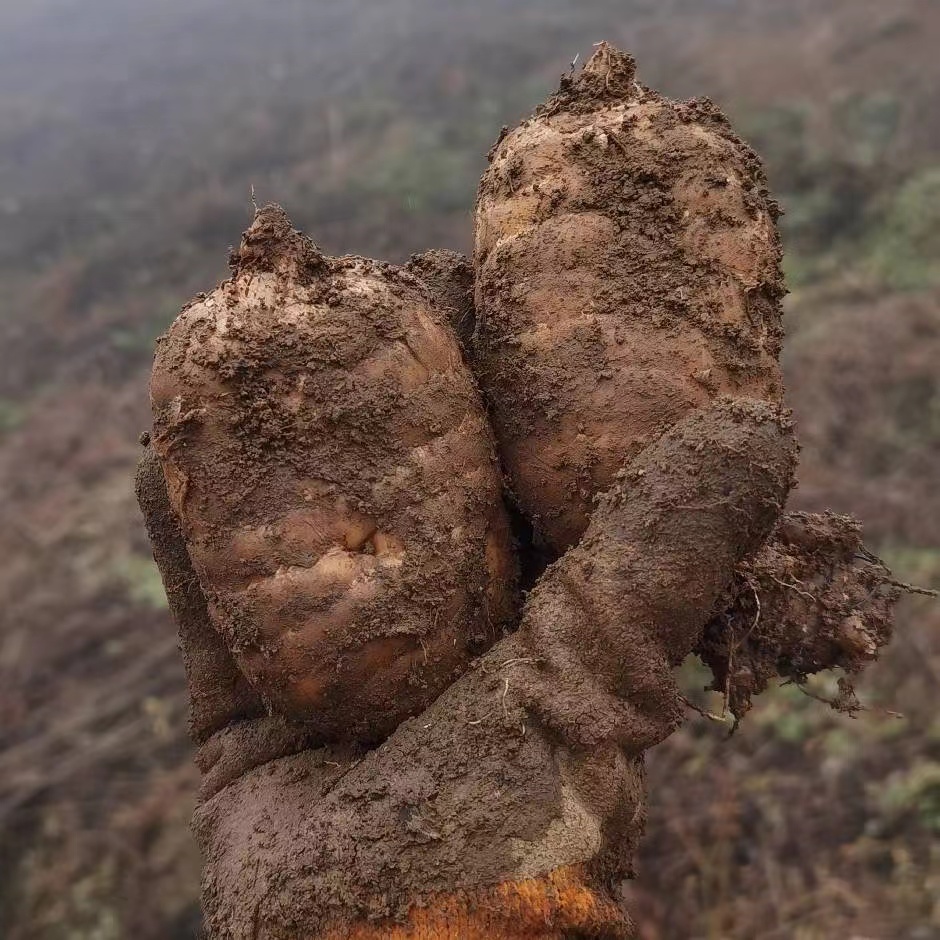 云南昭通12～18个生鲜麻的有1000克包邮