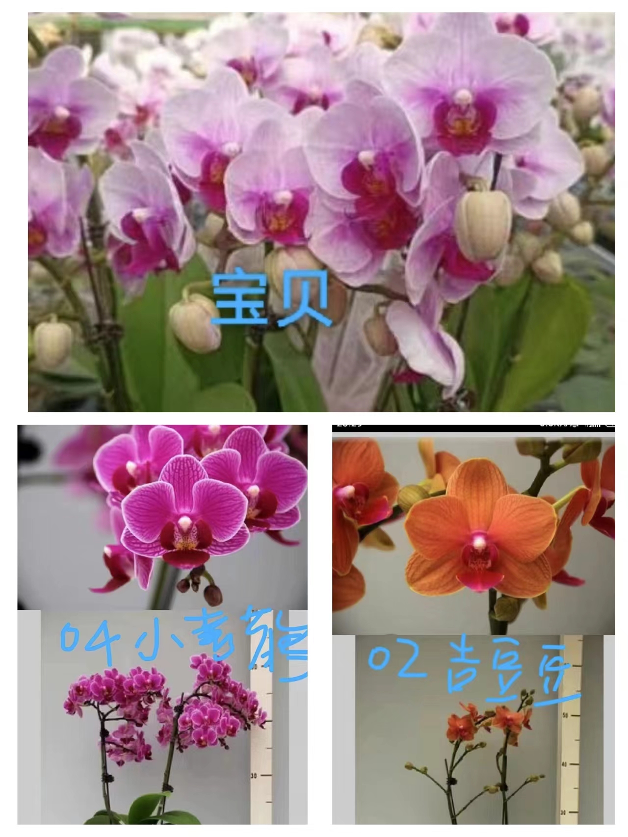 花后花苗2颗装（无花）