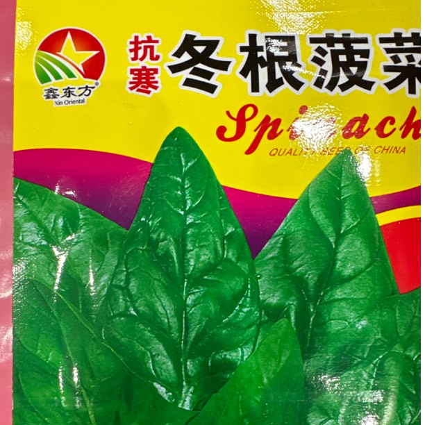抗寒冬根菠菜菜籽