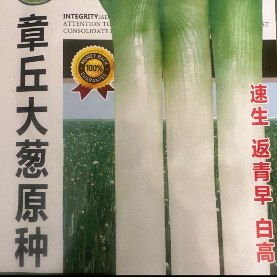 章丘大葱20克葱籽原种