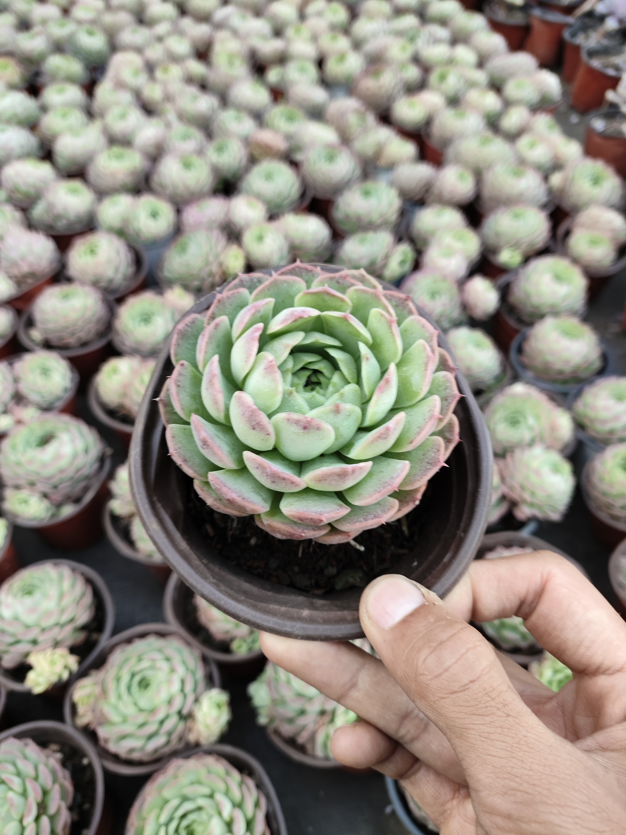 小盆朱砂痣一颗