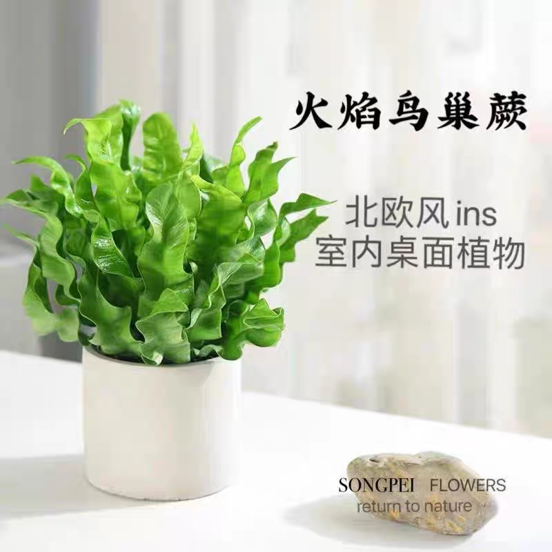 火焰蕨鸟巢蕨小众品种室内