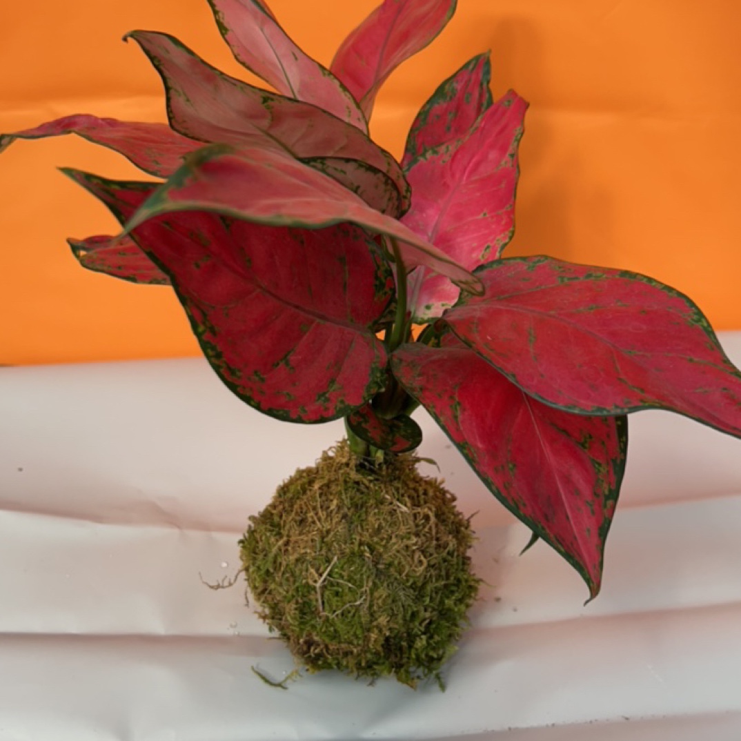 苔藓球吉利红绿植装饰