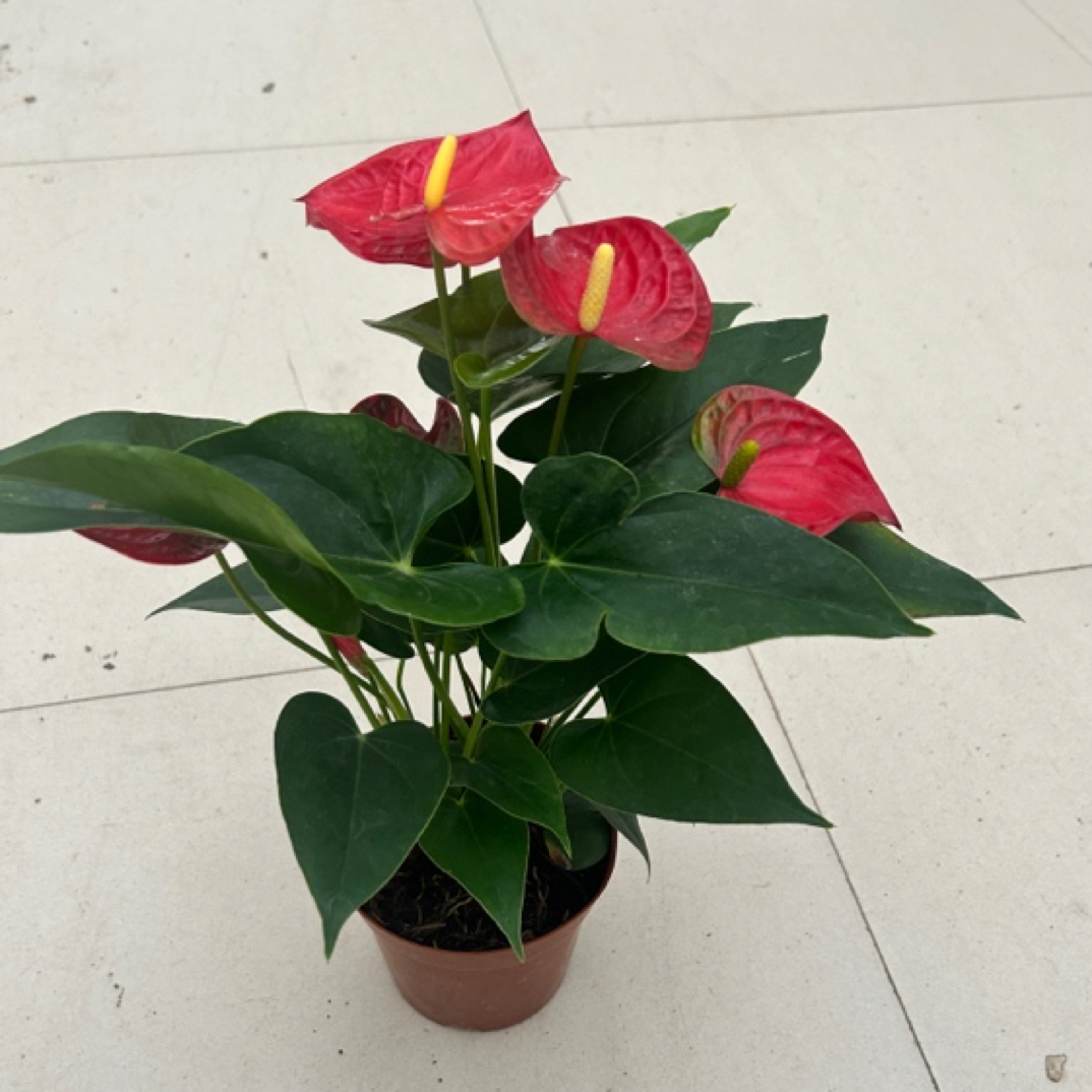 农青红斑红掌植物中国红