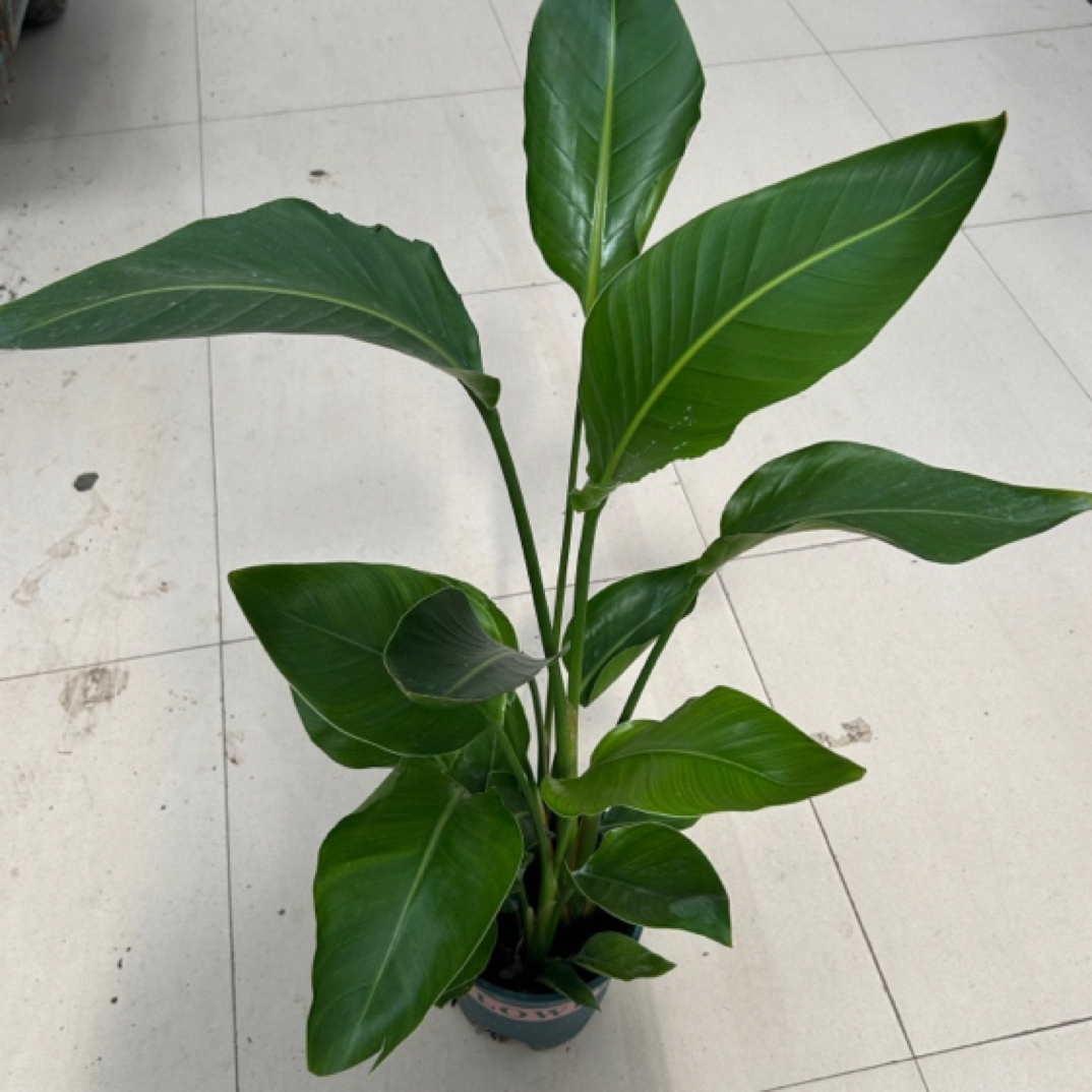 小加仑天堂鸟鹤望兰