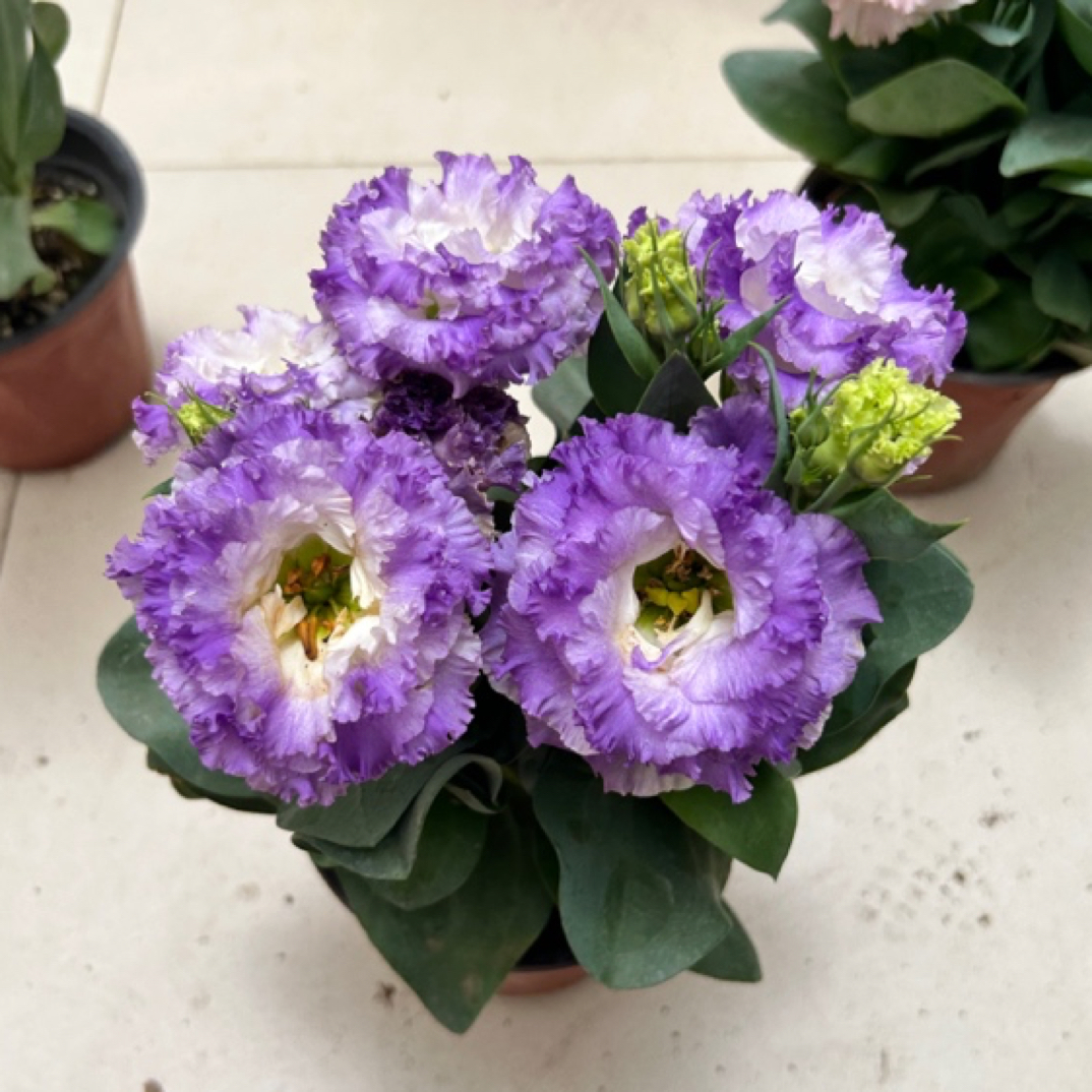 洋桔梗草花开花植物