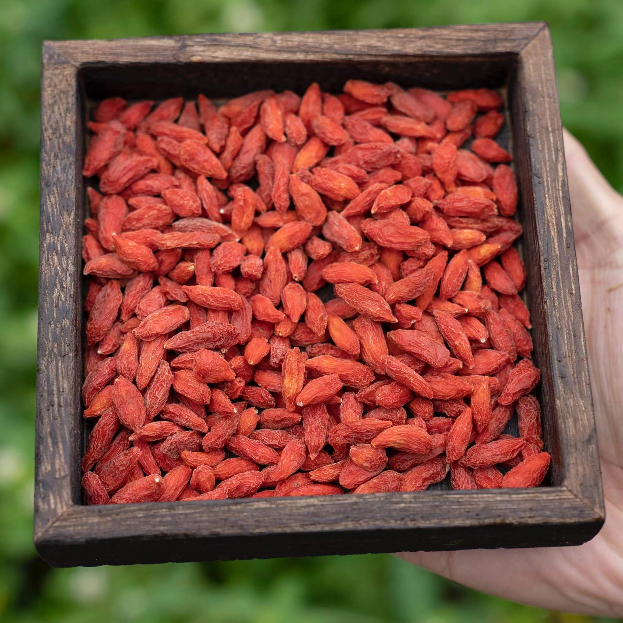 X  高山 农家 山枸杞