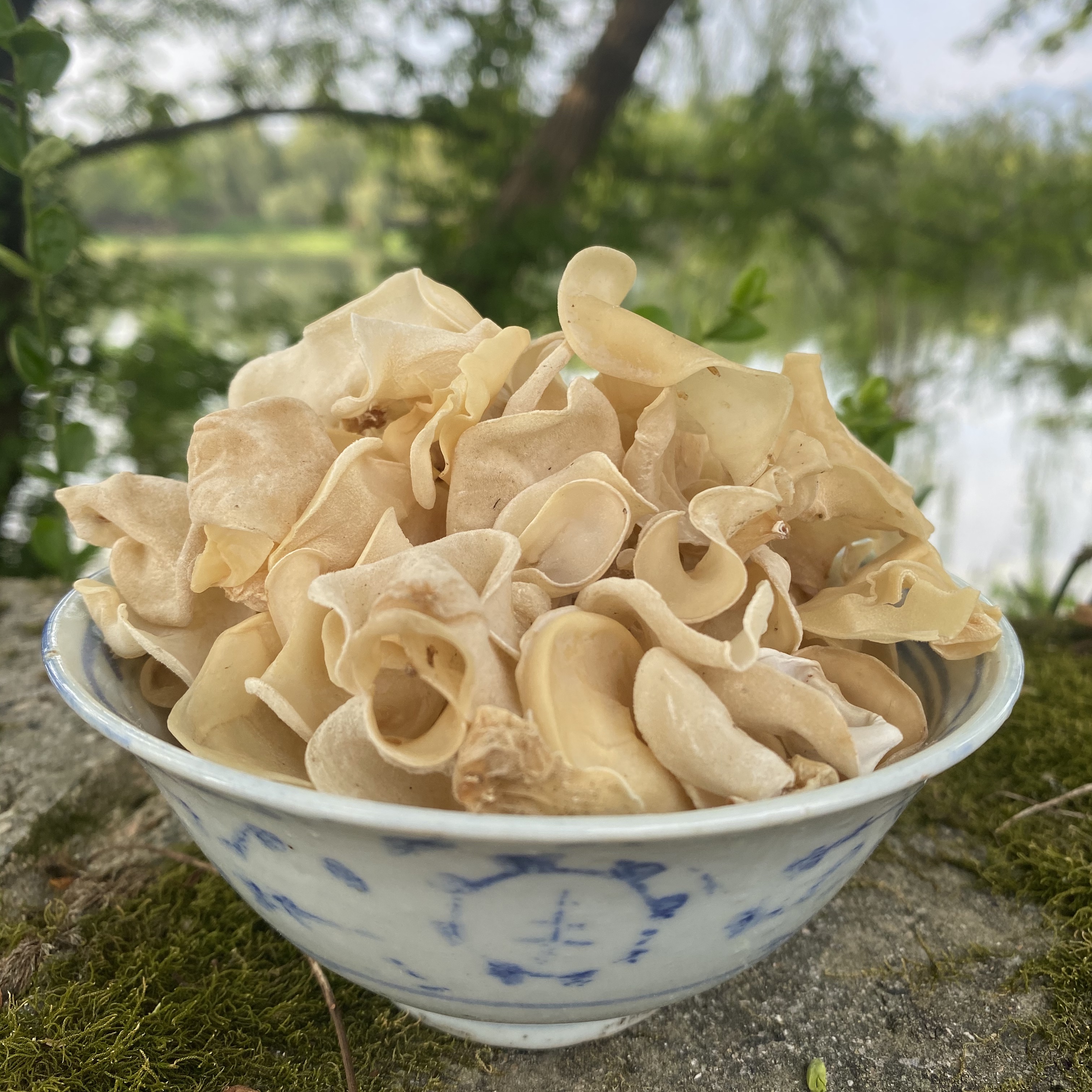 M 高山 农家 白玉耳