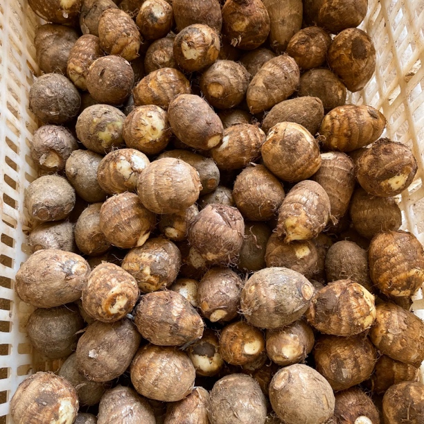 毛芋头小圆球五斤鸽子蛋大小牛奶小芋头香芋头