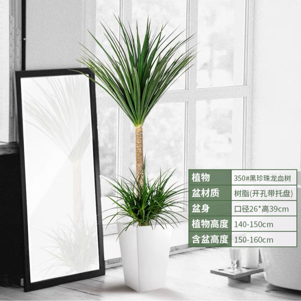 景秀花城黑珍珠龙血树盆栽细叶老桩大型室外室内客厅