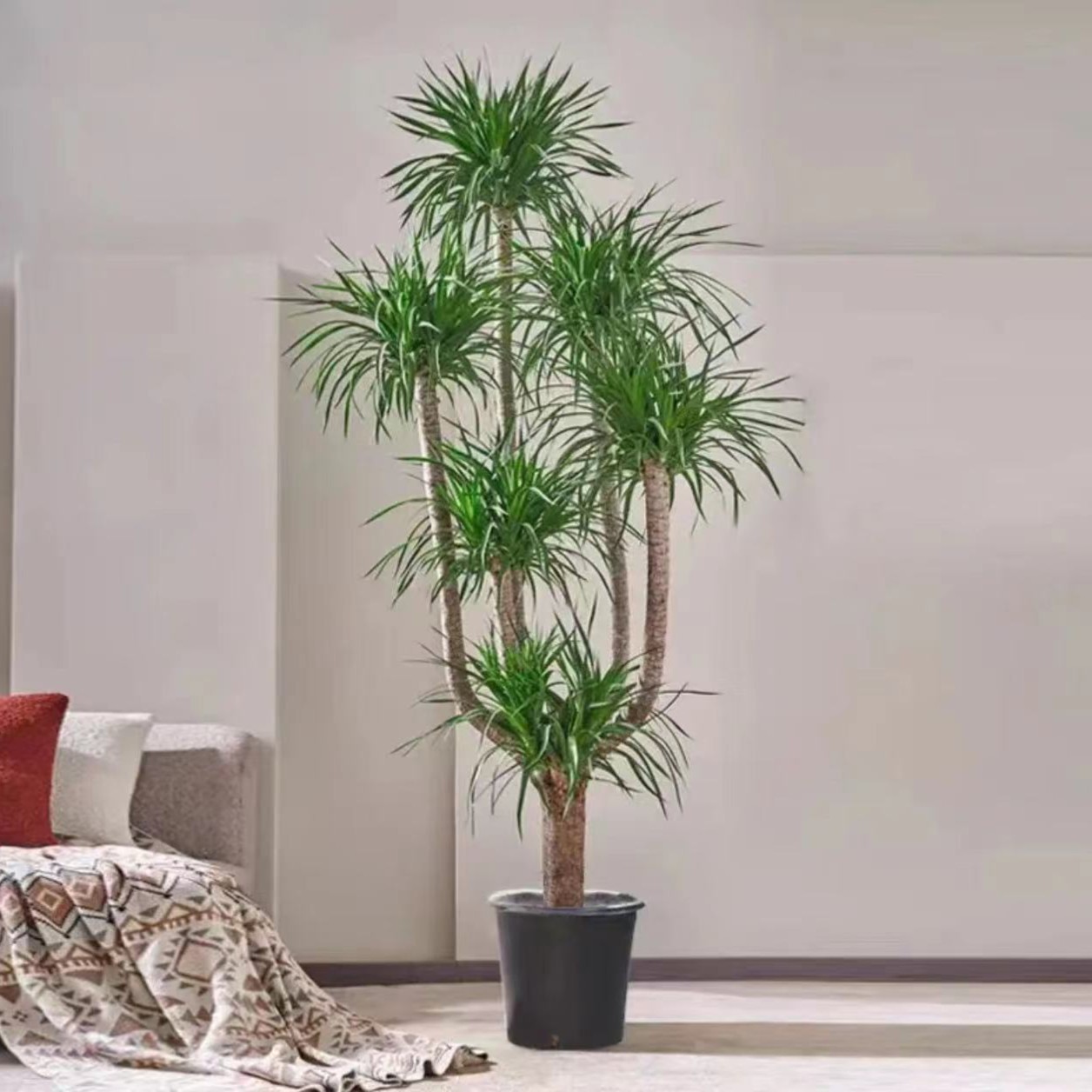 景秀花城老桩大六头造型龙血树四季绿植室内除甲醇净化空气基地