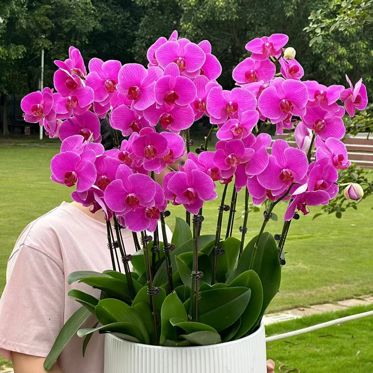 【恭喜发财】杯大花形侧枝分苞较多室内养殖