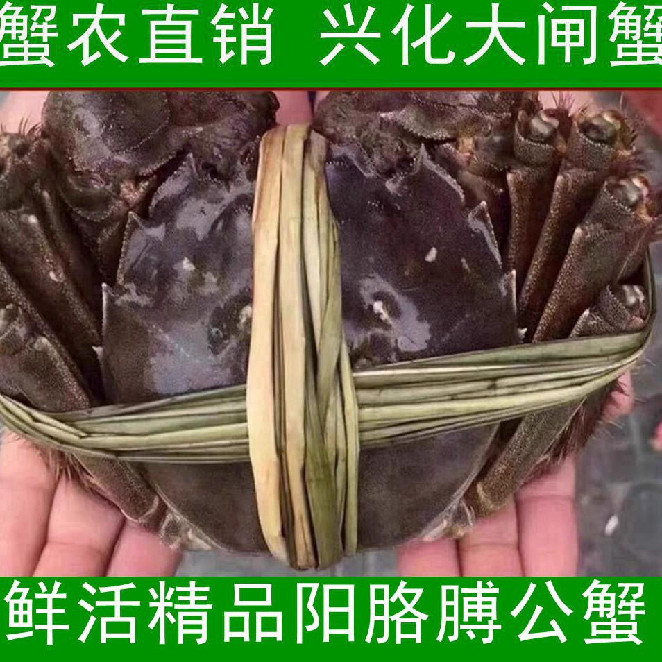 鲜活兴化大闸蟹精品公蟹3.8～4两公蟹 7～8只 