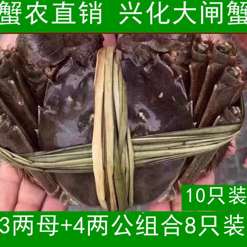 阳胳膊阳腿 鲜活兴化大闸蟹 3两母+4两公组合8只装/10只装