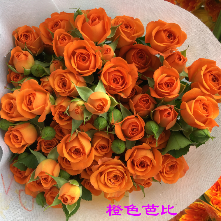 【橙色芭比】多头小玫瑰鲜花客厅生日云南昆明直发切花同城母亲节