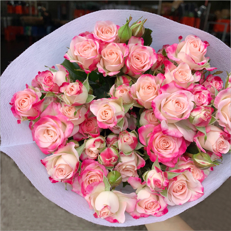 【折射】多头玫瑰家用水养鲜花