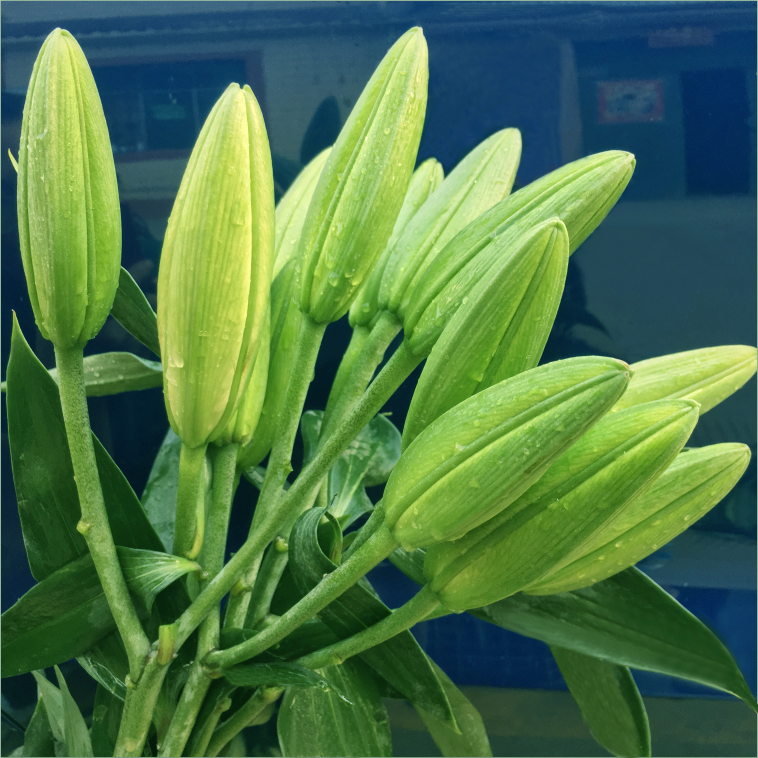 【黄百合】鲜花生日花束云南昆明真花批发家用插花水养百合花