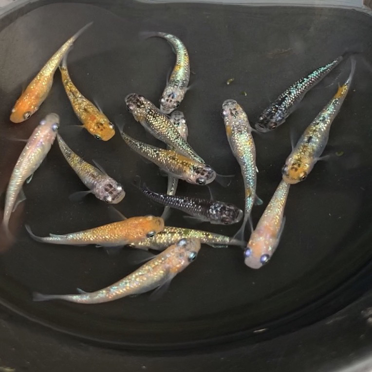 一物一拍 观背青鳉 锦鳉 小型冷水鱼 迷你锦鲤 七步sly