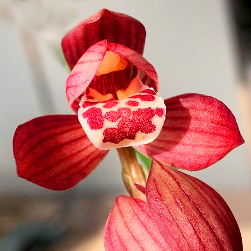高端兰花华夏红荷【矮小兰】精品荷瓣花建兰浓香兰花卉名贵花卉植物