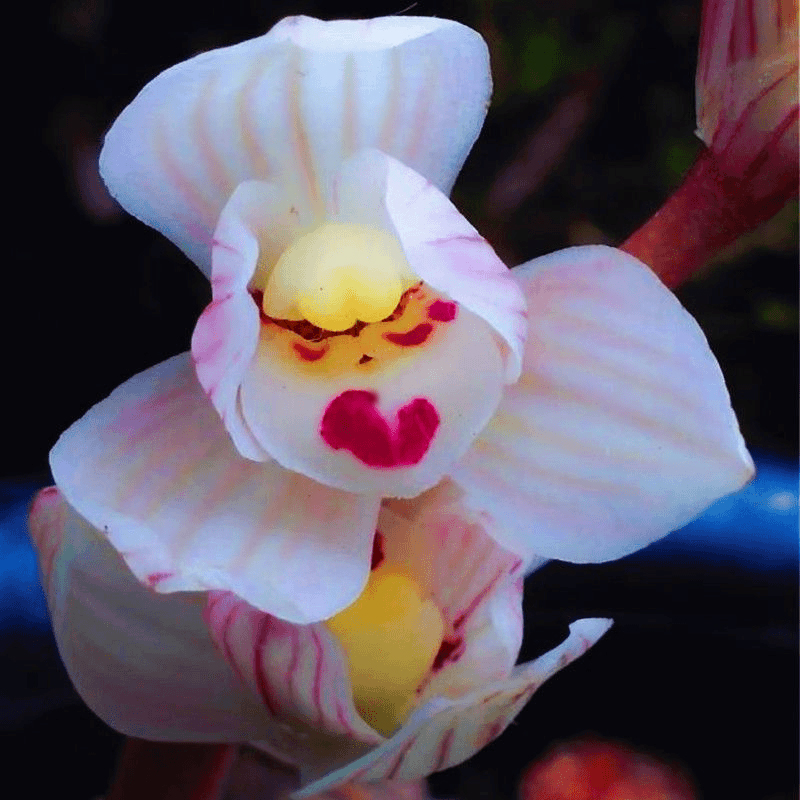 四季兰 【素玉荷】建兰开花壮苗浓香荷瓣花绿植花卉兰花好养易活