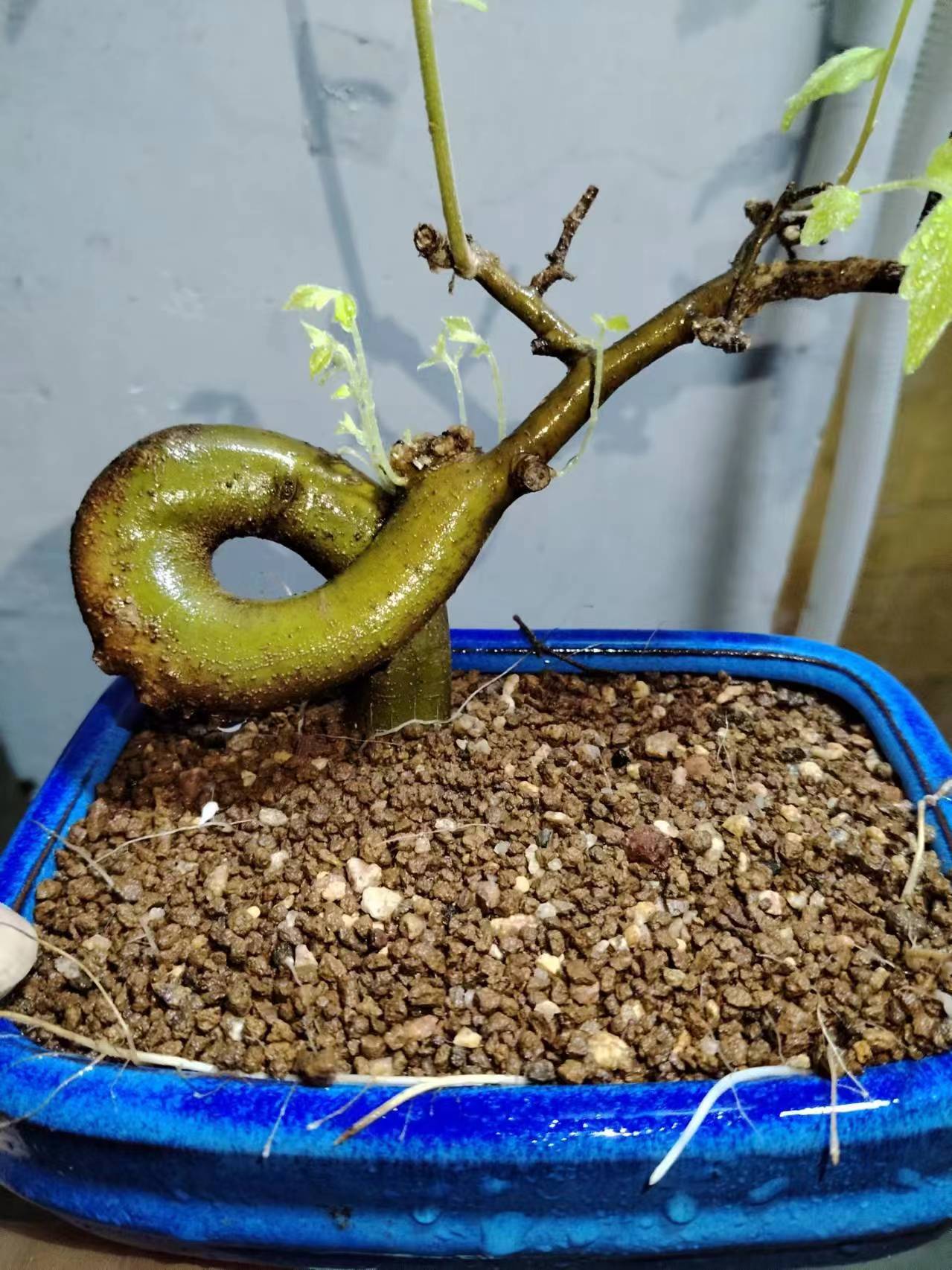 朴树榆树盆景素材