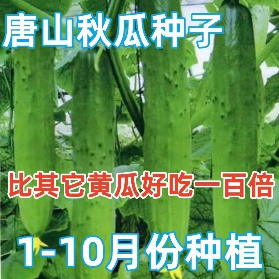 唐山秋瓜种子秋黄瓜高产水果黄瓜阳台盆栽春季秋季播种蔬菜庭院