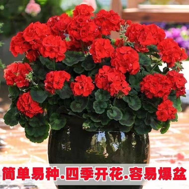 天竺葵种子重瓣洋绣球四季播庭院阳台室内盆栽爆盆花卉种子