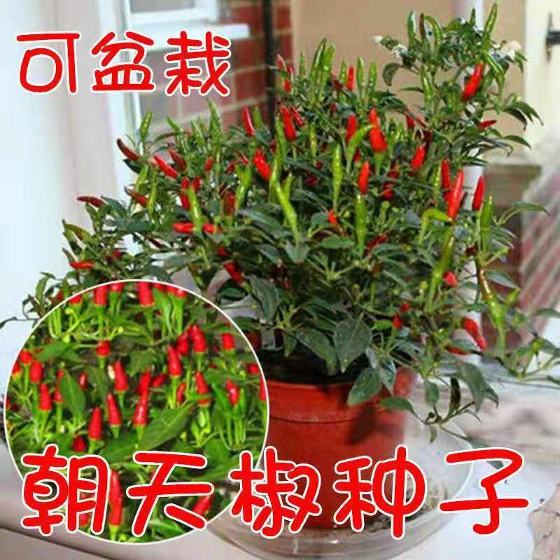 朝天椒种子种籽辣椒苗小米辣南方种四季食用盆栽蔬菜苗幼苗孑籽种