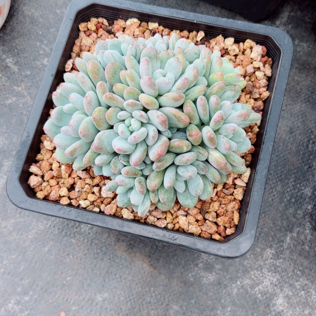 香香雪得多肉植物