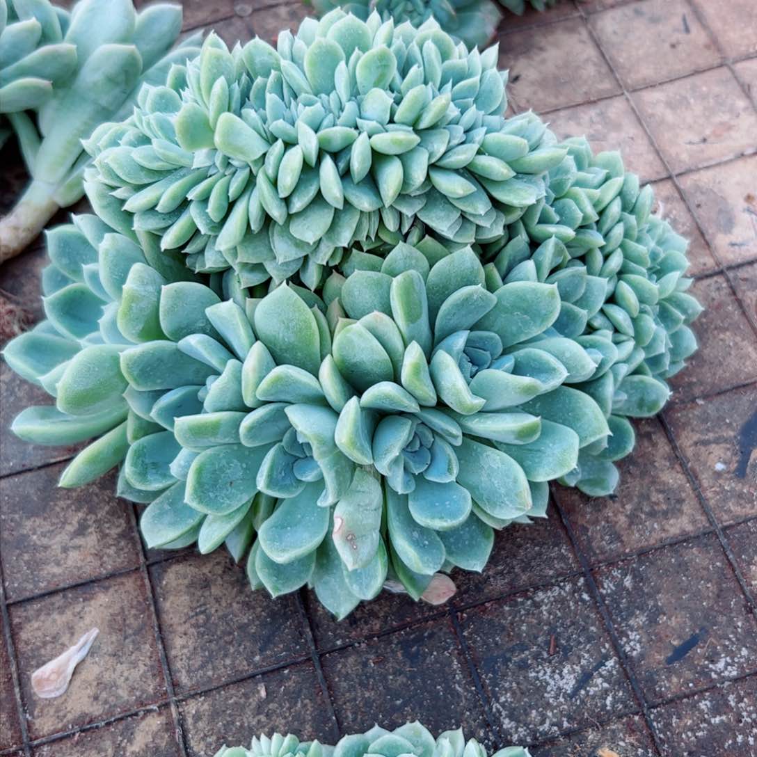 奶油美人缀化多肉植物