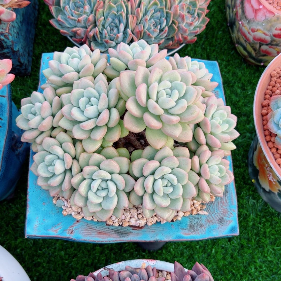 泡泡糖自然群多肉植物