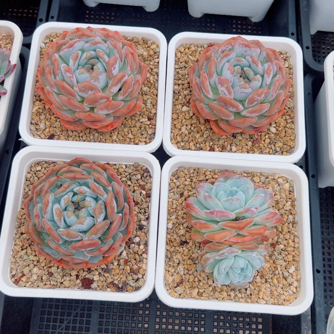 4颗多肉植物多肉植物