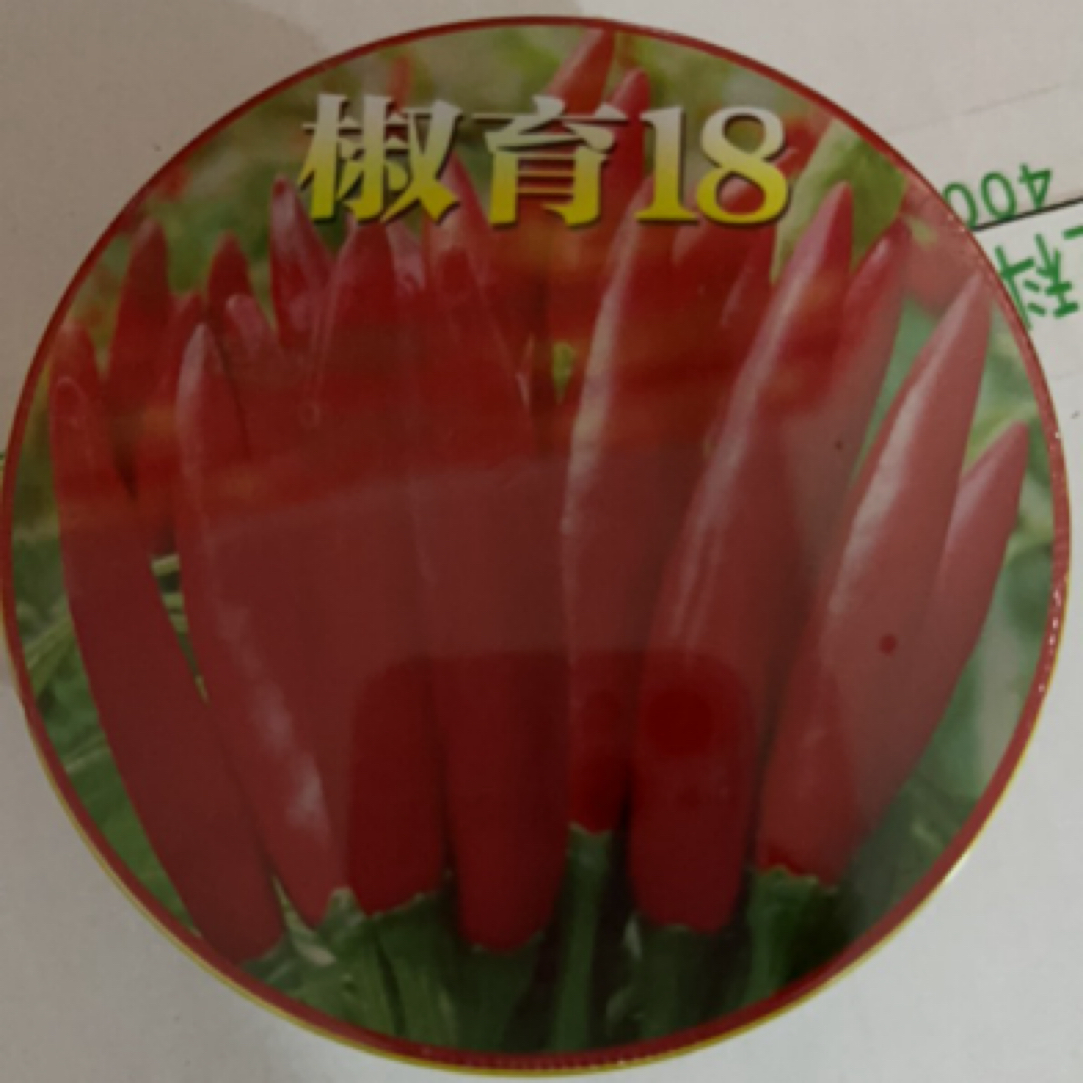 椒育18，中早熟大果特抗倒一合一亩地