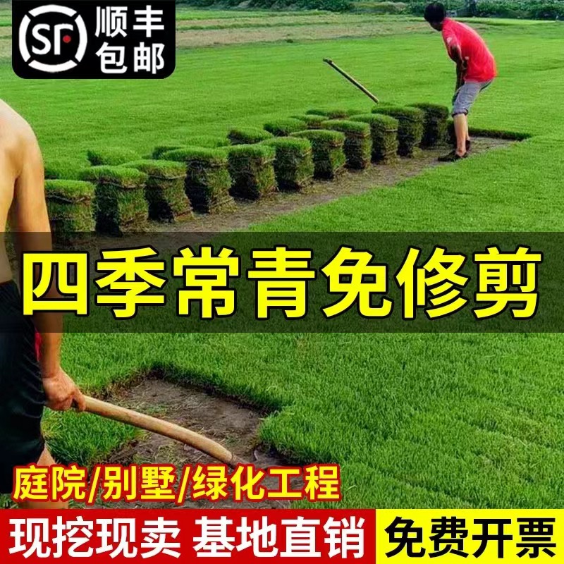 草坪草皮带泥土果岭草四季青马尼拉剪股颖花园庭院工程绿化真草皮