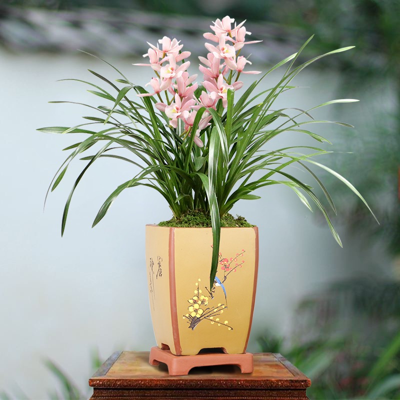 【带3杆花】浪漫樱花高端年宵花兰花苗精品国兰好养粉色