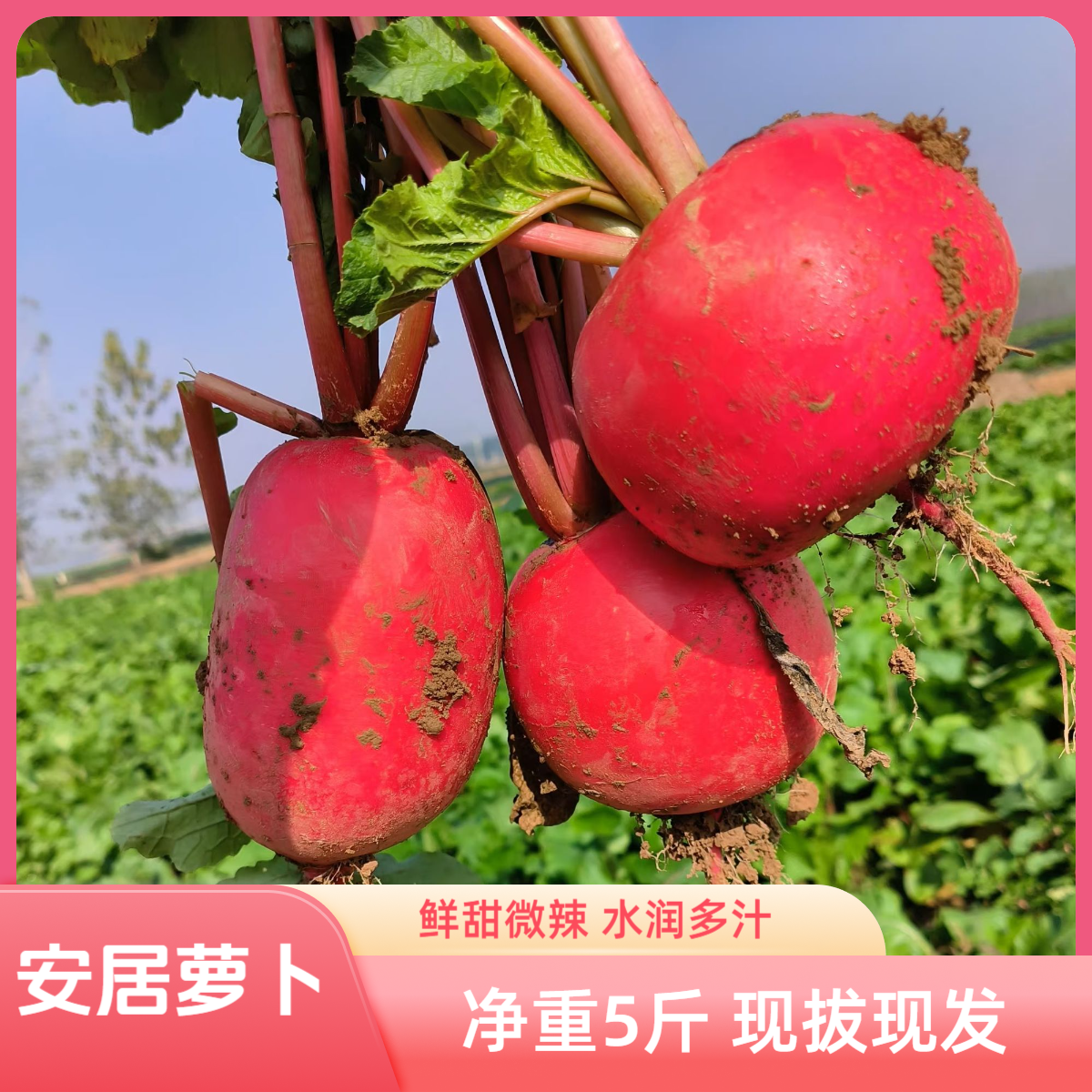 新鲜红皮白萝卜随州安居沙湾特产沙土地露天种植新鲜多汁自种蔬菜